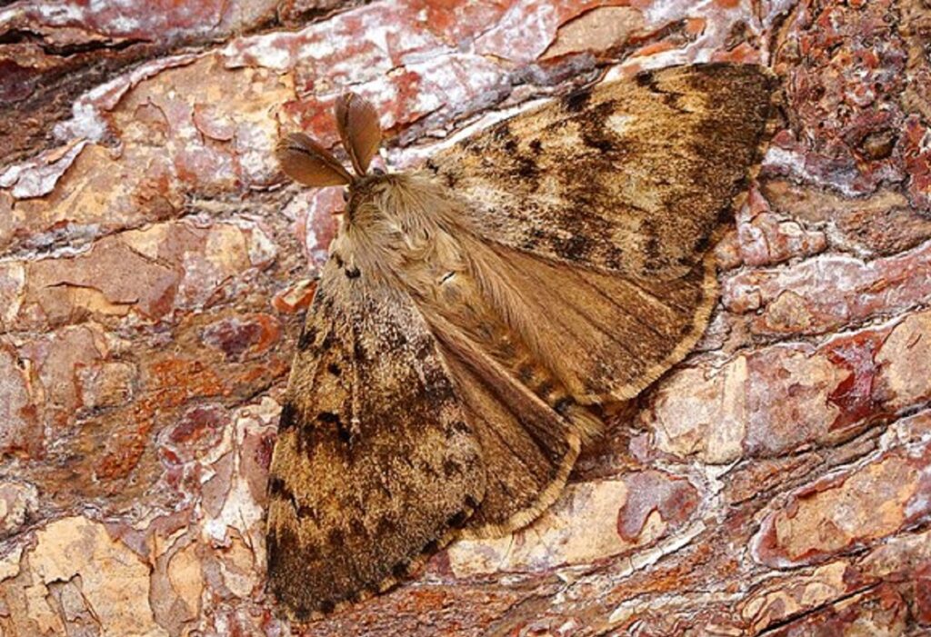 Gypsy Moths Being Renamed After Name Deemed 'Offensive' TIMCAST