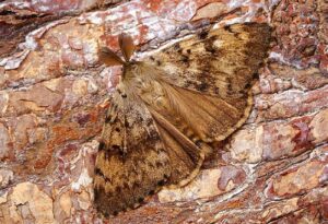 Gypsy Moths Being Renamed After Name Deemed 'Offensive'