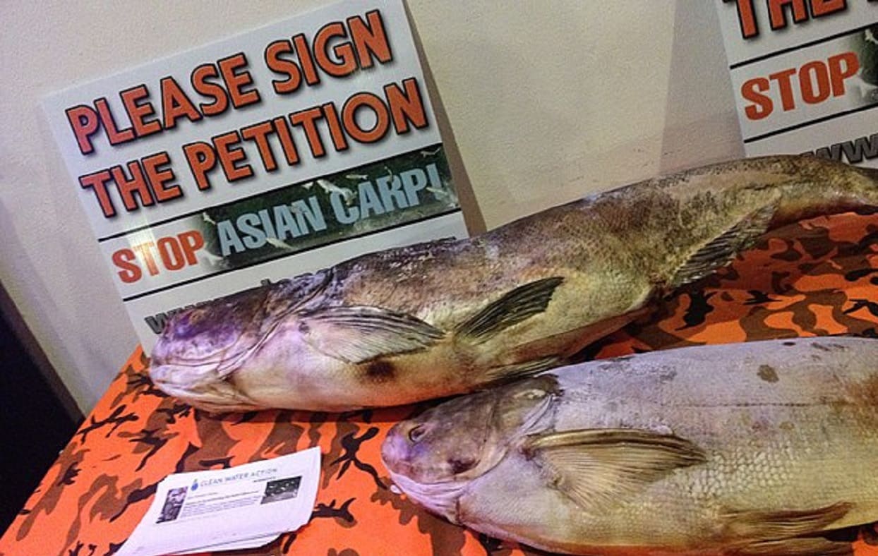 U.S. Fish and Wildlife Service Renaming Fish to Fight 'Racism' TIMCAST