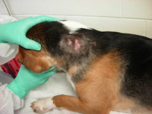 Dr. Fauci Spent $424,000 to Have Beagle Puppies Bitten to Death By Flies