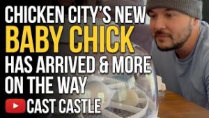 Chicken City's Newest Baby Chick Has Arrived, And There's More On The Way