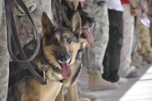 American Humane Condemns Biden Administration for Leaving Caged Service Dogs Behind in Afghanistan