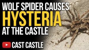 Wolf Spider Causes HYSTERIA At The Cast Castle