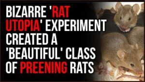 Bizarre 'Rat Utopia' Experiment Produced A Class Of Preening, Self-Absorbed Rats Like Modern People