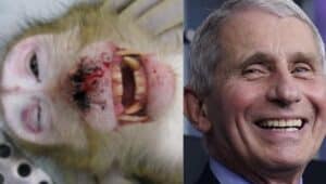 EXCLUSIVE: Fauci's NIAID Confirms They Own All Monkeys Bred on South Carolina Island to be Tortured