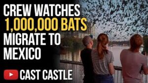We Watched 1,000,000 Bats Migrate To Mexico