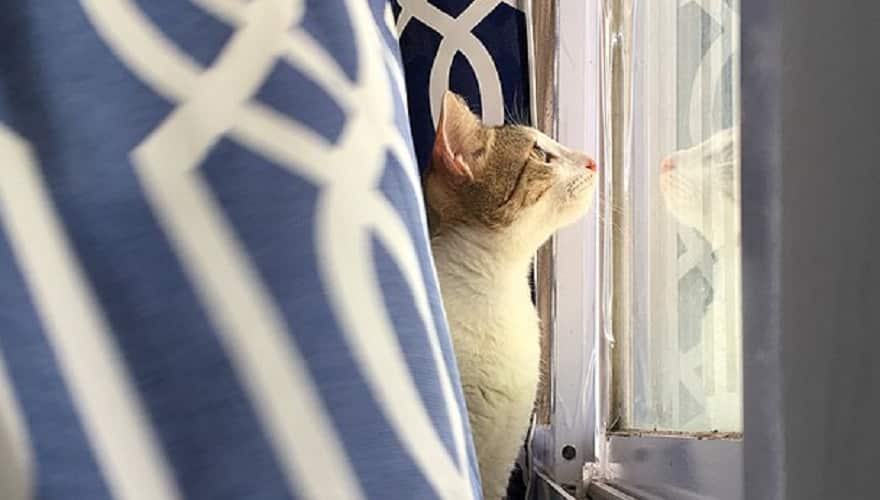 Report Warns Pet Food Shortages May Last Through 2023 TIMCAST