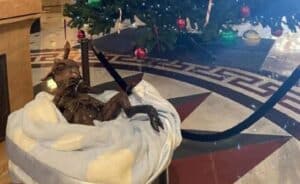 Christians Protest After ‘Baby Baphomet’ Statue Installed Among Illinois Capitol Holiday Display