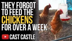 They Forgot To Feed The Chickens For Over A week