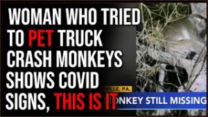 Woman Who Tried To Pet Truck Crash Monkeys Says She Has Covid Symptoms, IT'S HAPPENING