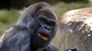 Ozzie, The World's Oldest Male Gorilla, Has Died