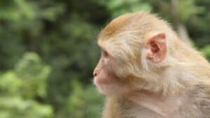 Monkeys Subjected to Cruelty and Death at Elon Musk's Neuralink