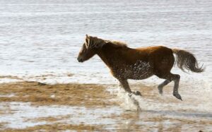 Three Out of Four Americans Oppose Bureau of Land Management's Plan to Roundup 19,000 Wild Horses in 2022