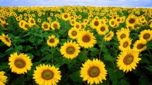 Russia Bans Exporting Sunflower Seeds and Sets Quota for Sunflower Oil