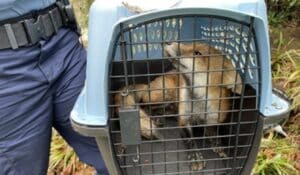 U.S. Capitol Police Capture Fox After it Nipped Democrat Congressman