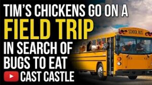 Tim's Chickens Go On Field Trip In Search Of Bugs To Eat
