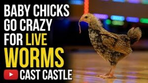 Baby Chicks Go Crazy For Live Worms