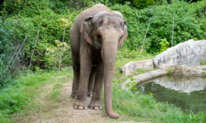 Is an Elephant a Human? New York Supreme Court Asked to Decide