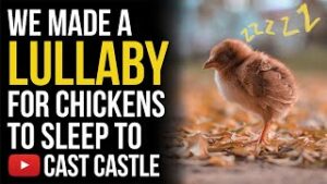 We Made A Lullaby For Chicken City To Sleep To