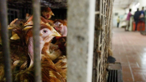 Malaysia Ends Live Chicken Exports as Food Prices Surge