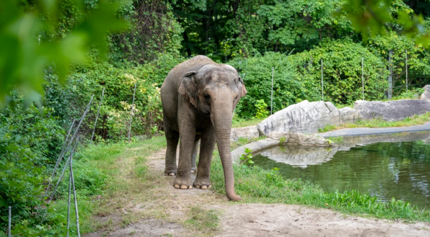 New York Court Rules Happy the Elephant is Not a Person TIMCAST New York Court Rules Happy the Elephant is Not a Person TIMCAST