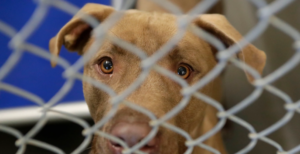 California Pet Shelter Bars People Who Support Gun Ownership from Adopting Animals