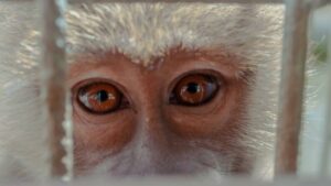 Roving Gang of Wild Monkeys Terrorizing the Streets of Japan
