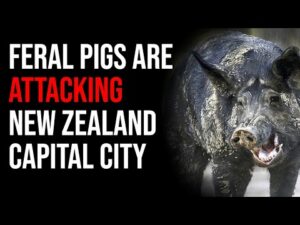 Feral Pigs ATTACK New Zealand Capital, Gun Control Gets Roasted