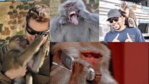 Owner of 'Most Famous Baboons on the Internet' Alleges Hilton Hotel and California City Are Conspiring to Steal His Family’s Land, Displace His Animals