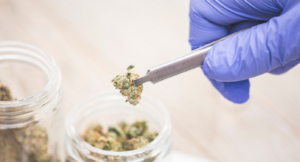 Senate Passes Bill to Expand Medical Marijuana Research