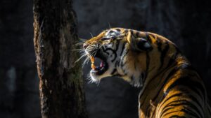 Biden Signs 'Tiger King' Legislation, Banning Private Ownership of Big Cats