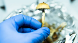 Australia Legalizes Medical Use of Mushrooms and MDMA