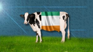 Ireland to Cull 200,000 Cows To Meet Climate Goals