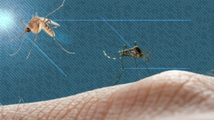 CDC Issues Malaria Warning Following Cases in Texas, Florida