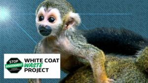EXCLUSIVE: FDA Drastically Cuts All Primate Testing, Shuts Down Major Monkey Lab, Following White Coat Waste Project Campaign