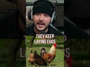 Chickens Are The GREATEST Thing In This World #Timcast #TimPool #chicken