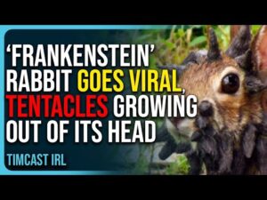 Insane ‘Frankenstein’ Rabbit Goes Viral, Has Creepy Tentacles Growing Out of Its Head