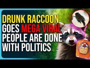 Drunk Raccoon Story Goes Mega Viral, People Are Done With Politics